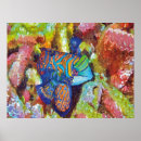 Suche nach salzwasserfische poster Tropische fische
