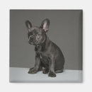 Suche nach french bulldog magnete Hund