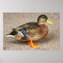 Suche nach enten poster Weiblich