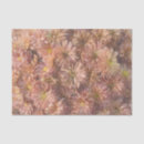 Suche nach chrysantheme Schön