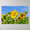 Suche nach gelbe sonnenblume poster Sonnenblumen