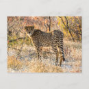 Suche nach tierfotos poster Gepard