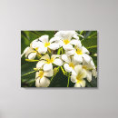 Suche nach plumeria leinwandbilder Frangipani
