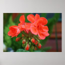 Suche nach knospen poster Natur