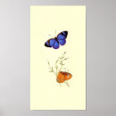 Suche nach vintage butterfly poster Schmetterling