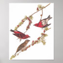 Suche nach audubon vögel poster John james audubon