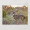 Suche nach rotwild postkarten Wild lebende tiere