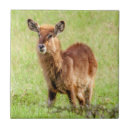 Suche nach junges tier fliesen Tiere