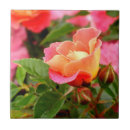 Suche nach orange rose fliesen Grüne blätter