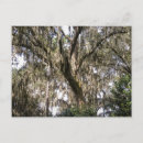 Suche nach spanisches moos poster Fotografie