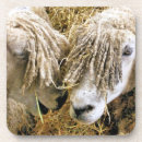 Suche nach lustige schafe untersetzer Nutztiere