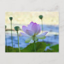 Suche nach lotus postkarten Wasser