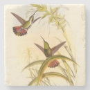 Suche nach kolibris untersetzer Vögel