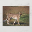 Suche nach schlicht postkarten Grün