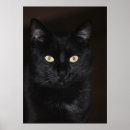 Suche nach black cat poster Haustier