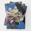 Suche nach apfelbaum geschenkpapier Blume