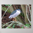 Suche nach züchten poster Vogel