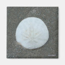 Suche nach sanddollar magnete Seashell