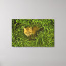Suche nach roter fuchs leinwandbilder Wild lebende tiere