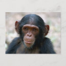 Suche nach chimp postkarten Krümel