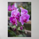 Suche nach orchideen poster Fotografie