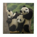 Suche nach großer panda fliesen Tier