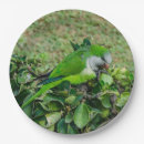 Suche nach papageien teller Natur