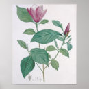 Suche nach magnolia poster Botanical