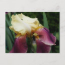 Suche nach gelbe iris postkarten Natur