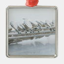 Suche nach blasinstrument ornamente Farbbild