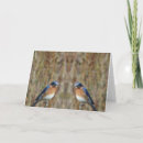 Suche nach drosseln Vogel