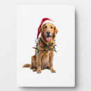 Suche nach golden retriever fotoplatten Tier