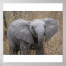 Suche nach elefante poster Afrika