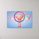 Suche nach menschliche organe leinwandbilder Reproduktionssystem
