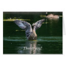 Suche nach kanadische gans postkarten Wild lebende tiere