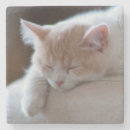 Suche nach babytier untersetzer Haustier