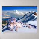 Suche nach schnee leopard poster Wildtiere