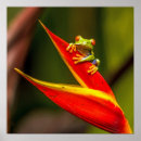 Suche nach roter mit augen baumfrosch poster Agalychnis callidryas