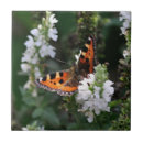 Suche nach schmetterlinge fliesen Insekten