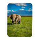 Suche nach afrika magnete Afrikanischer elefant