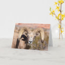 Suche nach bighornschafe Natur
