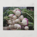 Suche nach rettich postkarten Lila