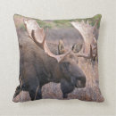 Suche nach stier kissen Große stierelche