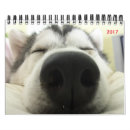 Suche nach husky kalender Welpen
