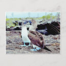Suche nach galapagos inseln postkarten Blau