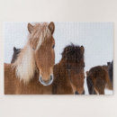 Suche nach isländisch puzzle Fohlen