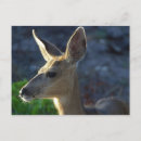 Suche nach whitetail Deer
