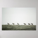 Suche nach elk poster Natur