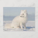 Suche nach fleischfresser postkarten Wildtiere
