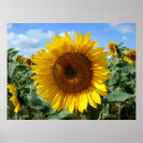 Suche nach gelbe sonne poster Pflanze